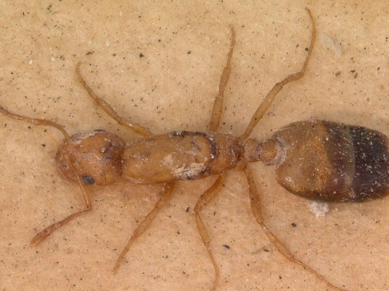 Pharaoameisenbekämpfung Wertingen